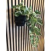 Acoustic Panel Plant Ring V2 Large Black Drill Free Mounting