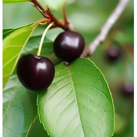 North America Black Cherry Tree Seeds, Prunus serotina Tree Seeds, Black Cherry Produces Fragrant Flowers (300 Seeds)