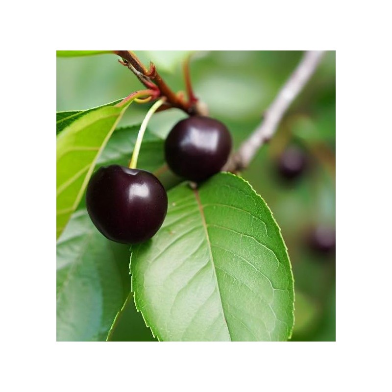 North America Black Cherry Tree Seeds, Prunus serotina Tree Seeds,