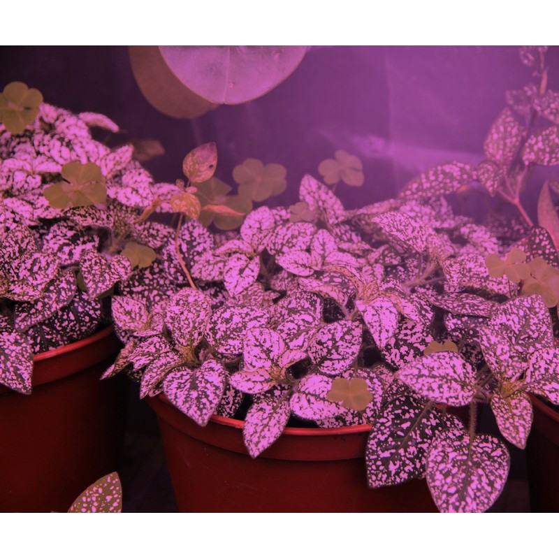 Miracle LED Almost Free Energy Greenhouse in a Box Grow