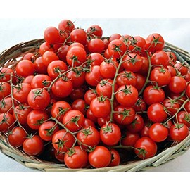 20+ Sicilian Ciliegino Cherry Tomato Seeds, Heirloom Non-GMO, Rare, Classic Italian, Indeterminate, Open-Pollinated, Productive, Delicious, from USA
