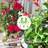 Cute Frog Plant Support Clips - 5Pcs Plant Stand Set
