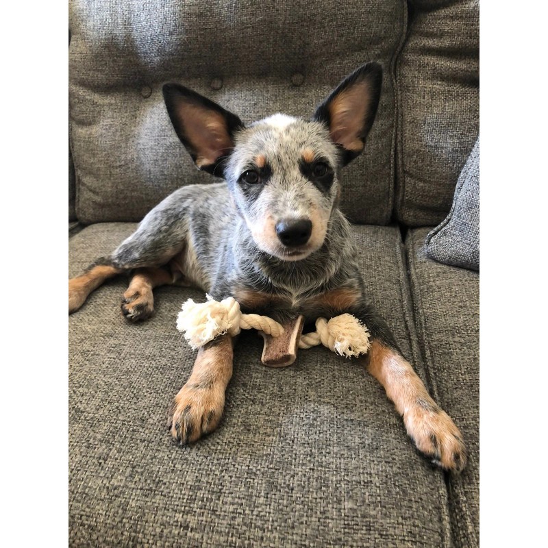 Elk Antler X-Large Split Rope Toy - All Natural, Grade