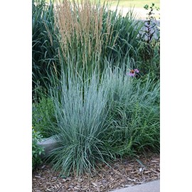 500 Little Bluestem Grass Seeds for Planting 1+ Grams of Seeds Beard Grass Seeds Ornamental Native Grass xeriscape Landscaping