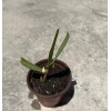 Sugarcane Plant With Pot Sweet Juicy Ready To Plant