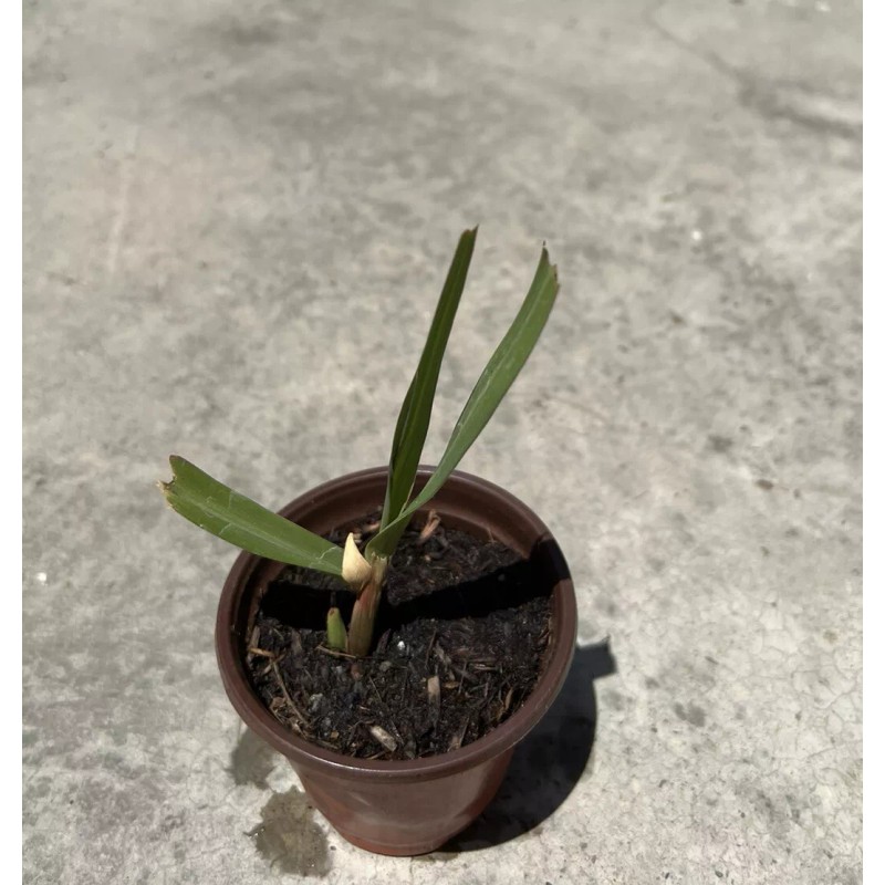 Sugarcane Plant With Pot Sweet Juicy Ready To Plant