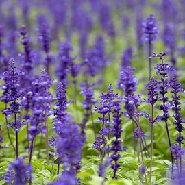 Outsidepride Clary Sage Seeds - 1000 Pcs. Biennial, Easy to Grow & Low Maintenance Herb Seeds for Planting Aromatic & Vibrant Bluish-White Blooms, Great for Versatile Uses & Pollinator Gardens