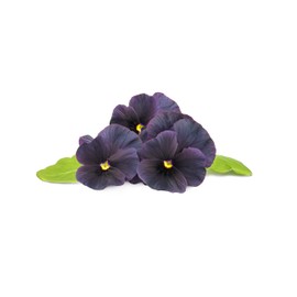 Mini Smart Planter Kit with Black Pansy by Click&Grow, Hydrovase Indoor Garden, Self-Watering Pot with Grow Light (White)