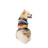 Chilly Dog Painted Desert (Small)