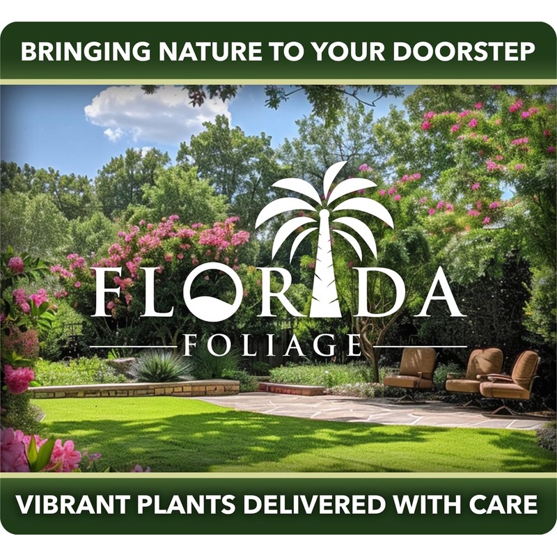 Longleaf Pine Tree | 30 Live Plants | Pinus Palustris