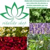 Vitality Shop Regalo Ritual Año Nuevo Velas Sahumerio Borrego Ab