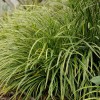 My Store Carex marrowii 'Ice Dance' Variegated Sedge Shade Grass