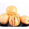 Pepino Melon Plant 12” With Pot 人參果 Golden Sweet Ginseng