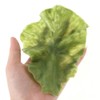 diyhub 10 Pcs Fake Lettuce Leaves Artificial Green Vegetables Plastic