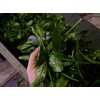 Special Green Tea String Tea Bag with Thread, 3 g