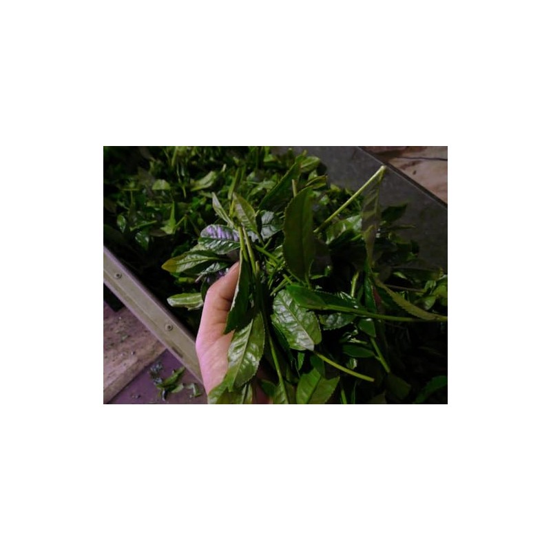 Special Green Tea String Tea Bag with Thread, 3 g