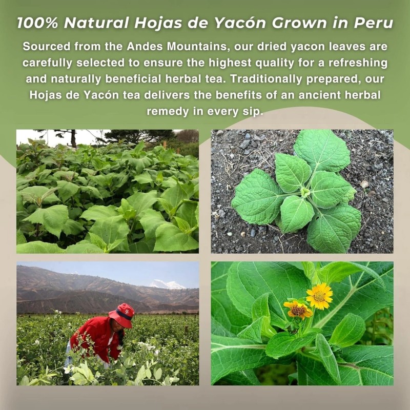 Hanan Yacon Leaves 1.1oz (30g) Loose Leaf Herbal Tea from