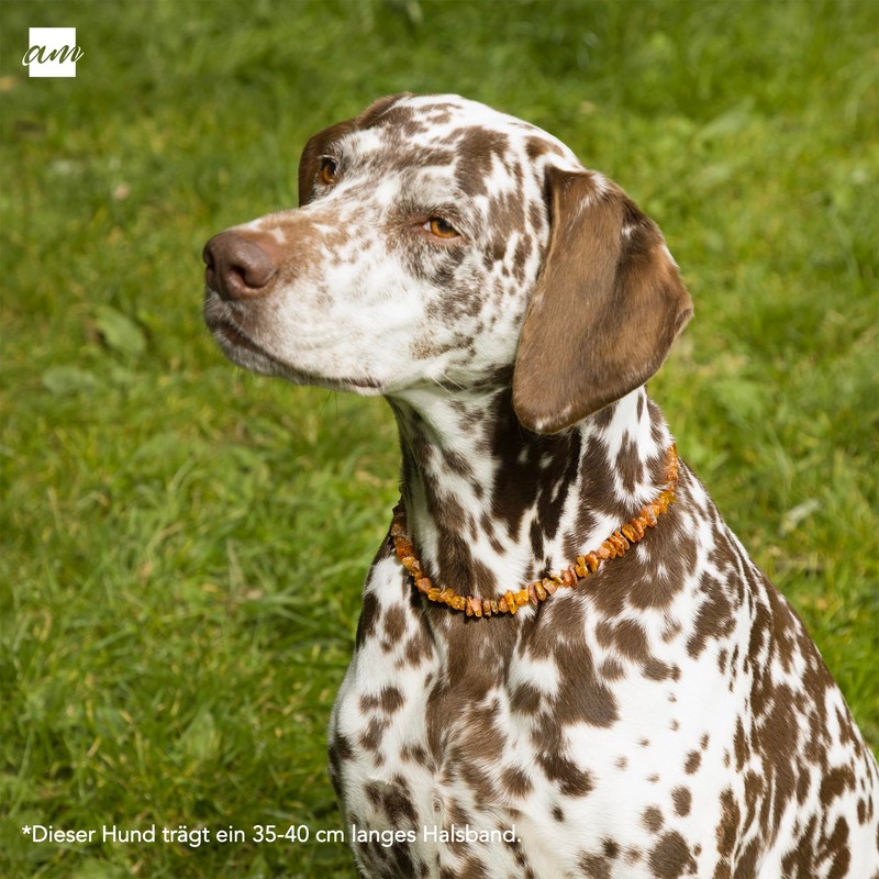 Amberta Amber Collar for Dogs and Cats | Amber Necklace