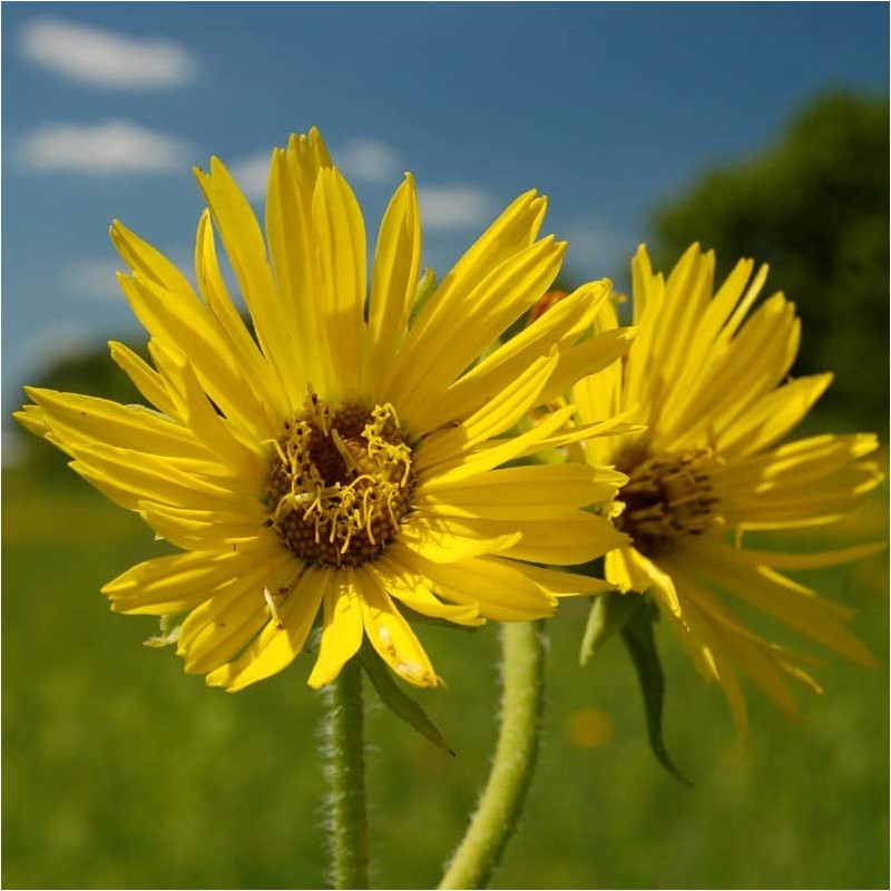 Palm Beach Medicinal Herbs - Compass Plant (Silphium laciniatum) -