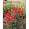 Wild Indian Paintbrush seeds (Castilleja Agustifolia) 200+ seeds -RARE- Wildflower