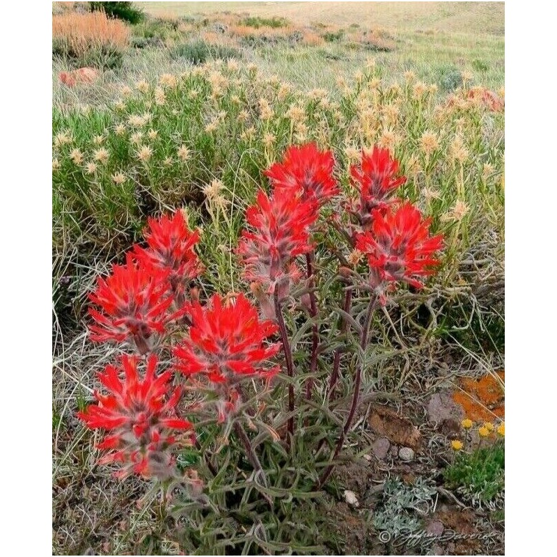 Wild Indian Paintbrush seeds (Castilleja Agustifolia) 200+ seeds -RARE- Wildflower