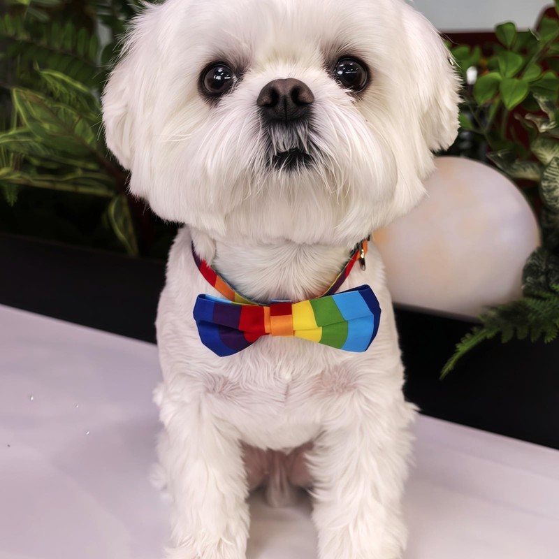 Blingbling Warmth Pet Collar Bow Tie & Tie, Comfortable Rainbow