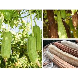 Organic Natural Loofah Sponge for Cleaning and Showering, Plant Fiber Body Bath Scrubber, 100% Plastic Free, Compostable, Set of 4