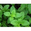 Peppermint Great Garden Herb 1,000 Seeds by Seed Kingdom
