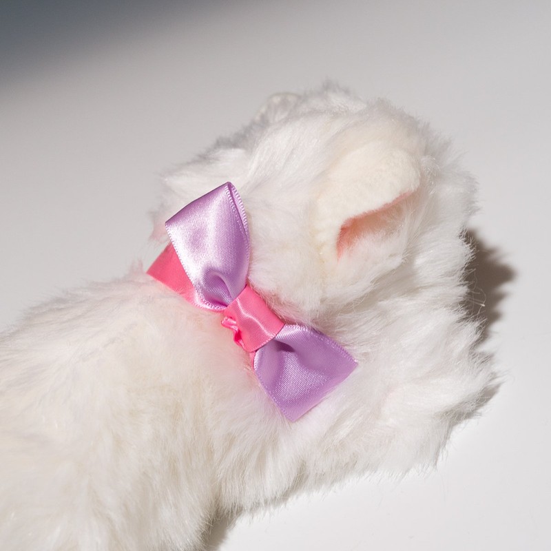Ribbon Cat Persian Cat