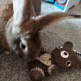 WinniGuineaPoo Rabbit Toys Bunny Gift Vine Heart Teddy Bear Chinchillas Guinea Pigs Toys