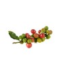 Miscela D'Oro Natura - Organic Fairtrade Espresso Beans, 2.2 lbs