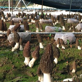 CEMEHA SEEDS - Black Morel Mushrooms Spores Mycelium Non GMO Spawn for Planting