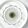 HARIO CDB-3012-W Tea Dripper Bouquet Server Set, For 1 to