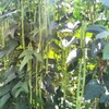30PCS Yard Long Bean Seeds Heat Tolerant Non-GMO Heirloom Seeds