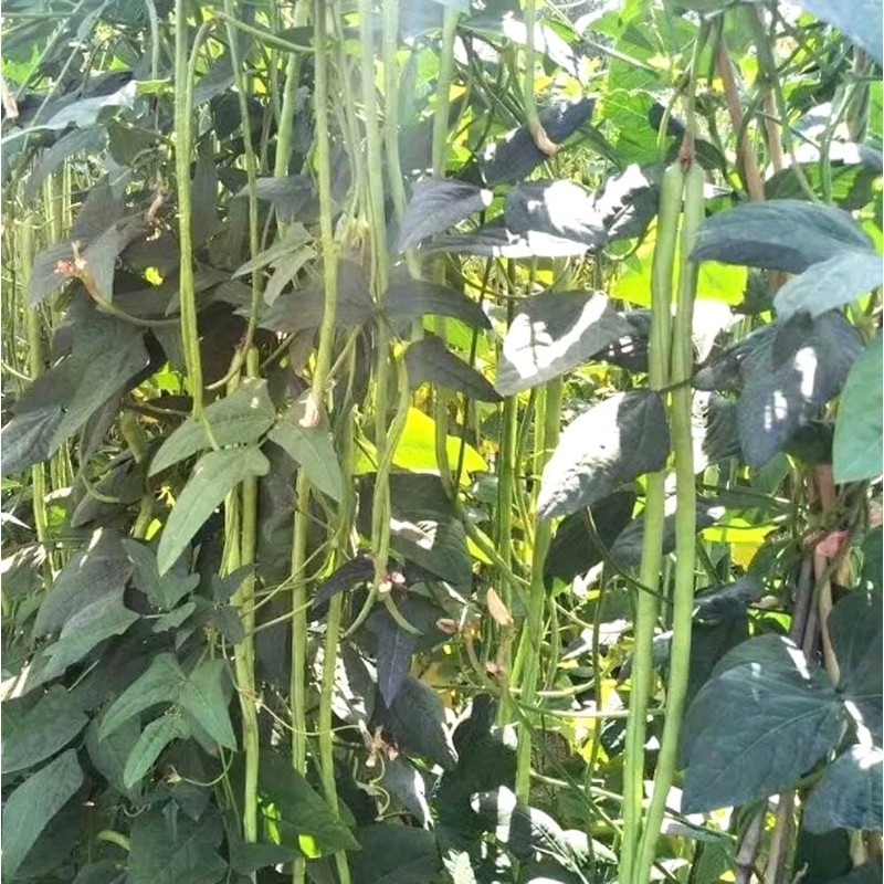 30PCS Yard Long Bean Seeds Heat Tolerant Non-GMO Heirloom Seeds