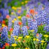 Michigan Wildflower Seed Mix - Over 40,000 Premium Seeds -