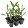6 White Oleander Shrubs | Live Plants in 2.5-inch Nursery