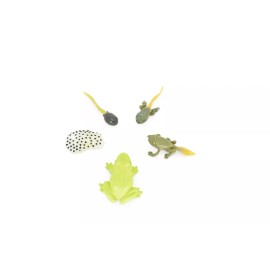 CWG Frog Life Cycle, Educational, Figure, Realistic Plastic Model Toys, Set of 5