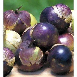 NIKA SEEDS - Seeds Vegetable Purple Physalis Tomatillo - 150 Seeds