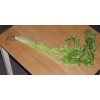 5000 Chinese Celery Seeds Non-GMO Heirloom USA Seller