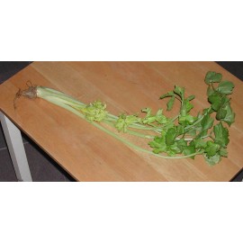5000 Chinese Celery Seeds Non-GMO Heirloom USA Seller