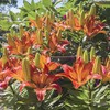 Lily Bulbs Mix, Tree Lilies in Various Varieties and Colours,