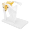 1:1 Life Size Human Anatomy Shoulder Joint Model Shoulder Blade