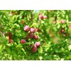 2 Pack Galicja Plum Compote Glass Jar GMO Free 29.98