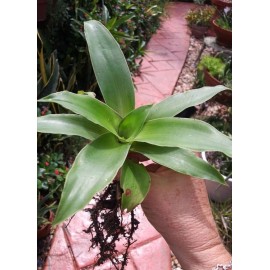 Callisia , fragrans aka Grandpa's Pipe - Basket plant, Inch Plant Chain plant