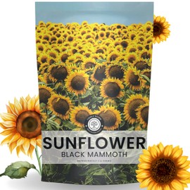 Black Mammoth Sunflower - Bulk 1/4 Pound Pouch - 1,000 Flower Seeds for Planting - Helianthus annuus