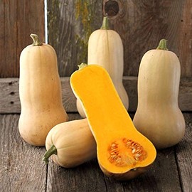 Organic Waltham Butternut Squash - 1/4 LB ~650 Seeds - Non-GMO, Open Pollinated, Heirloom, Vegetable Gardening Seeds - Winter Squash