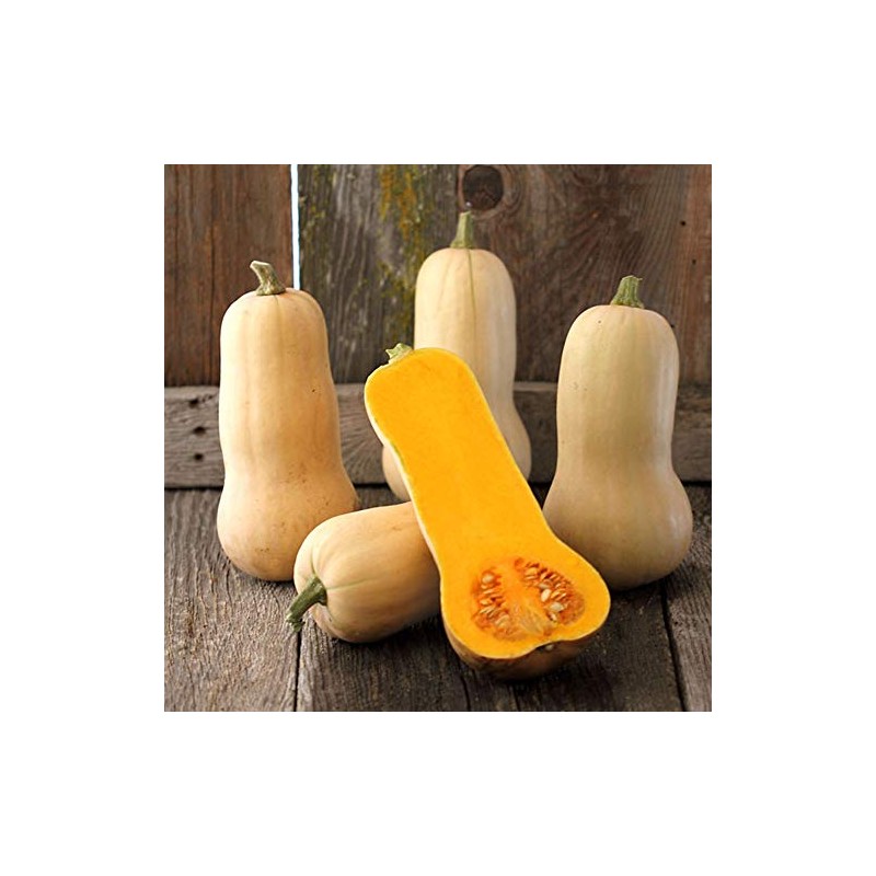 Organic Waltham Butternut Squash - 1/4 LB ~650 Seeds -