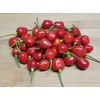Wiri Wiri Chile Seeds 10+ Seeds