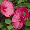 Outsidepride Luna Rose Hibiscus Seeds - 10 Pcs Perennial Flower